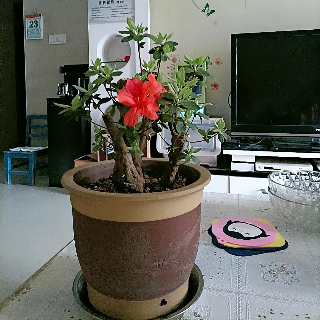 丽萍
