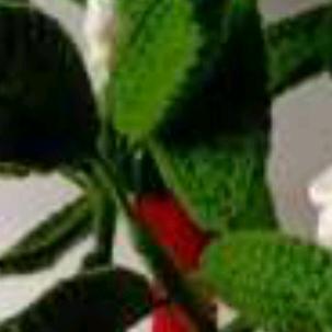 R往后余生🍀🌹🍀🌹🍀
