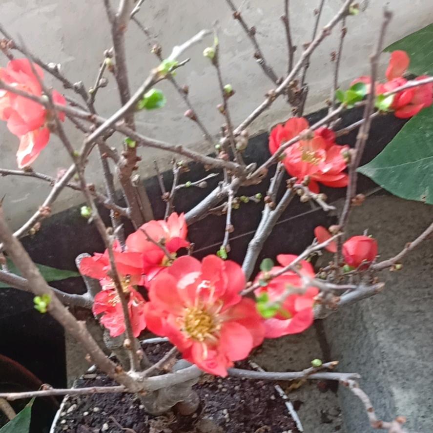 肖🌺肖🌺