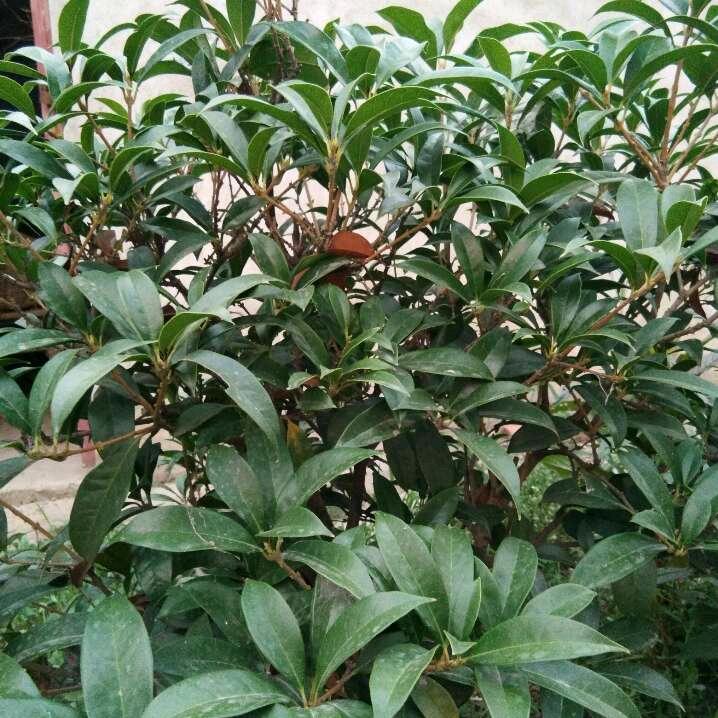 幸福快乐9