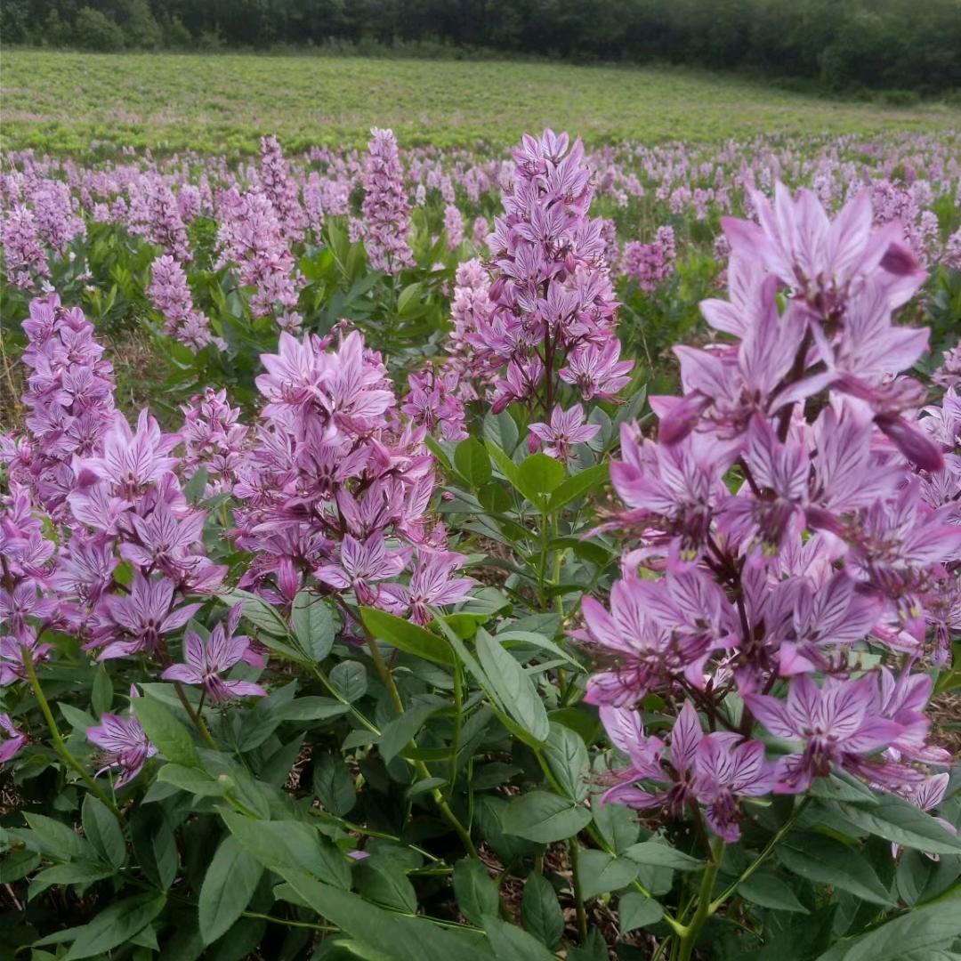 新海药材信息平台
