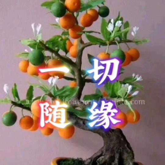 🍎一切随缘🍎