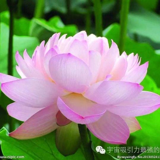 茹