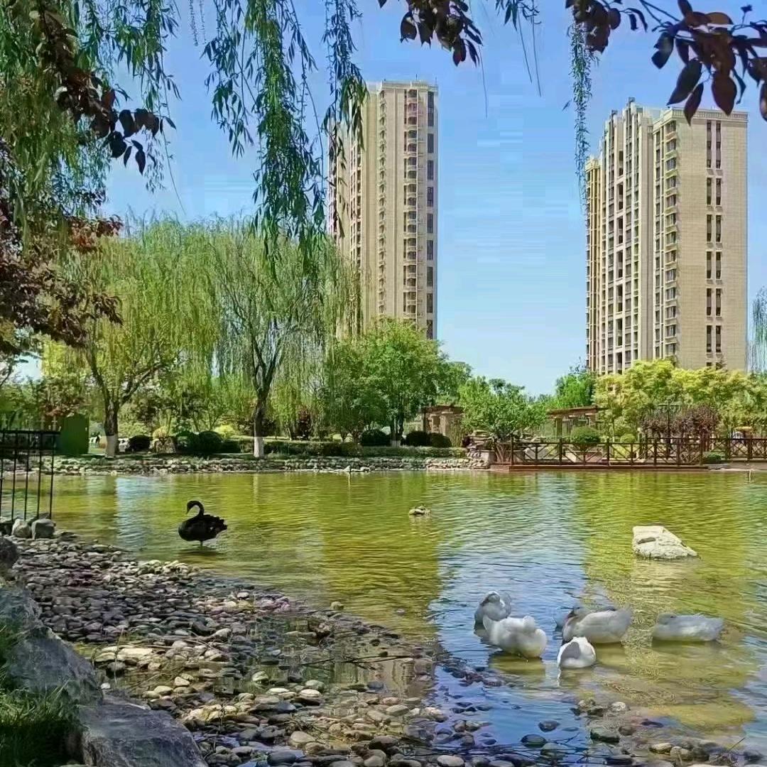 Yang杨