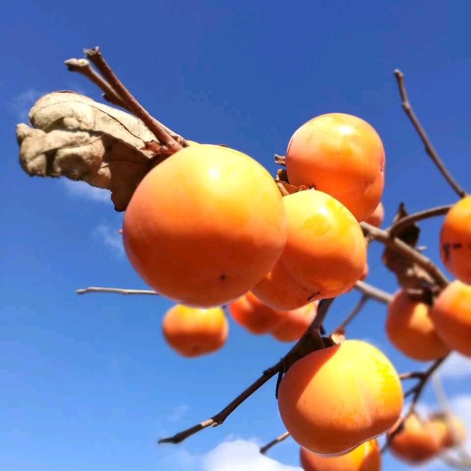 菁菁