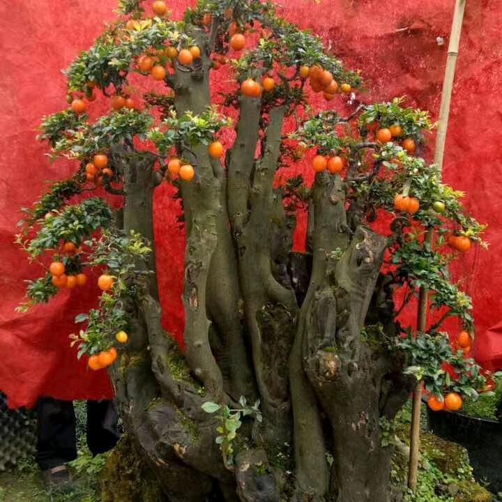 花束