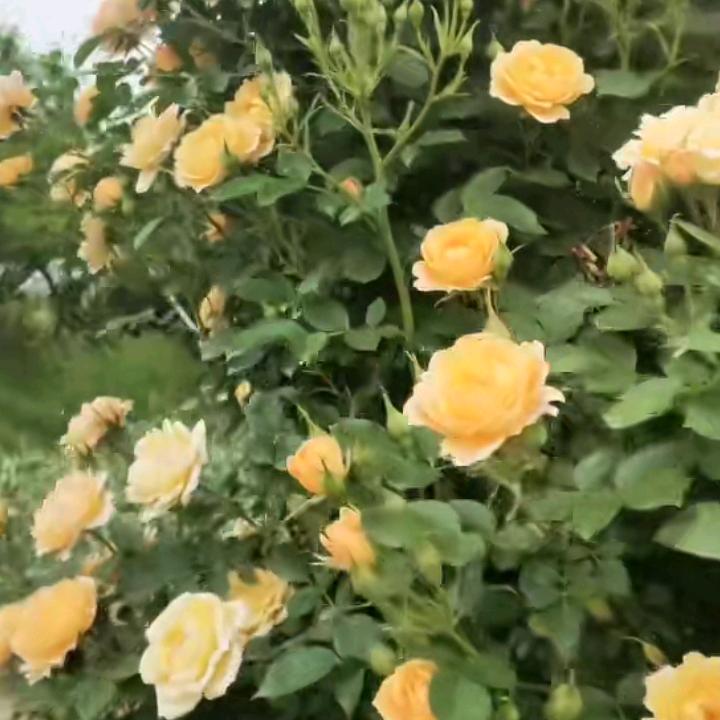 明天慧更好