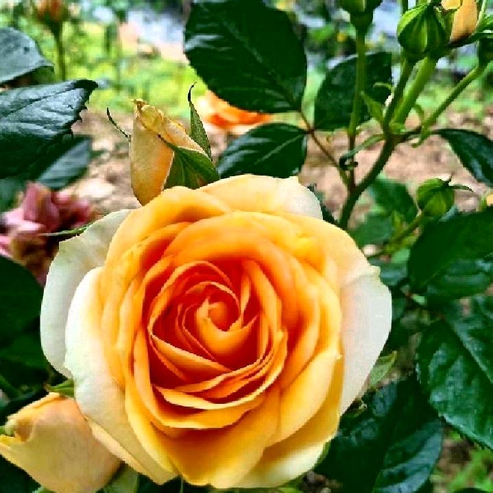 春花秋月