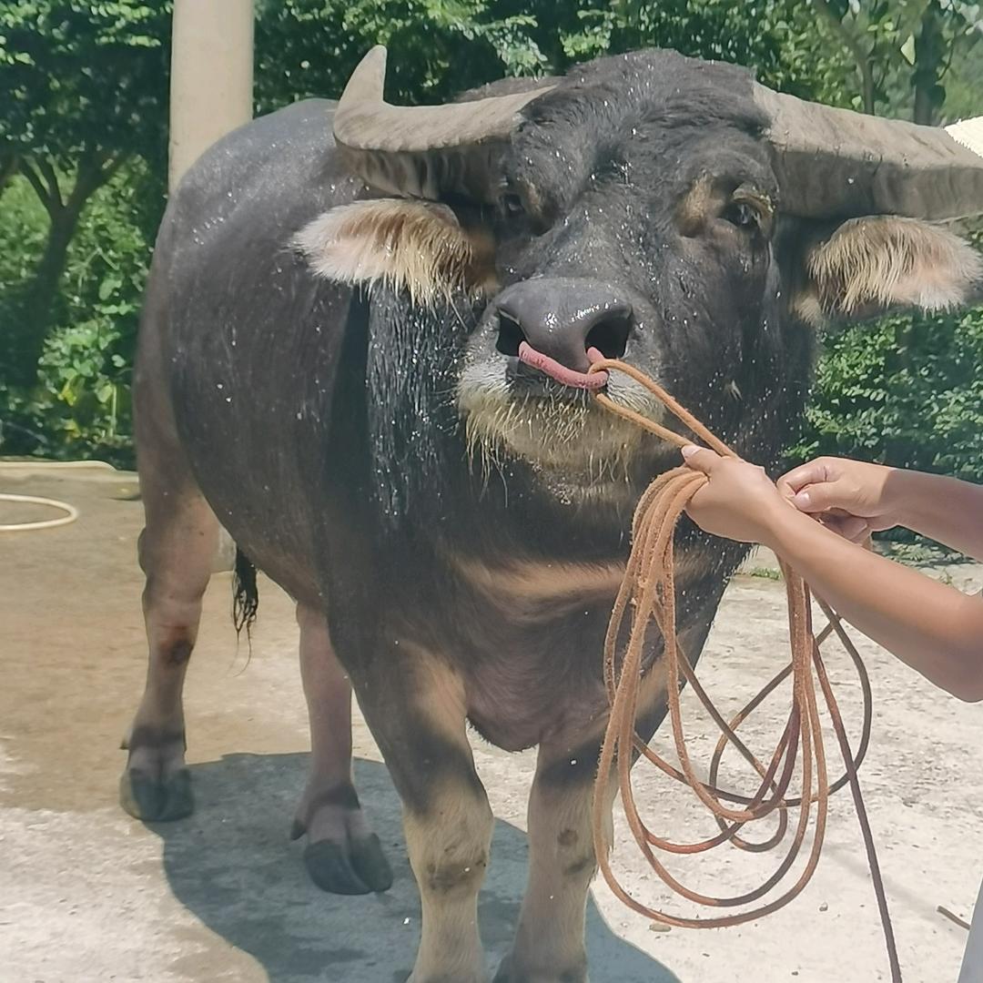 我用真心喂了狗！