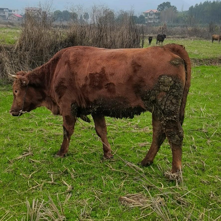 大山放养土黄牛🐂
