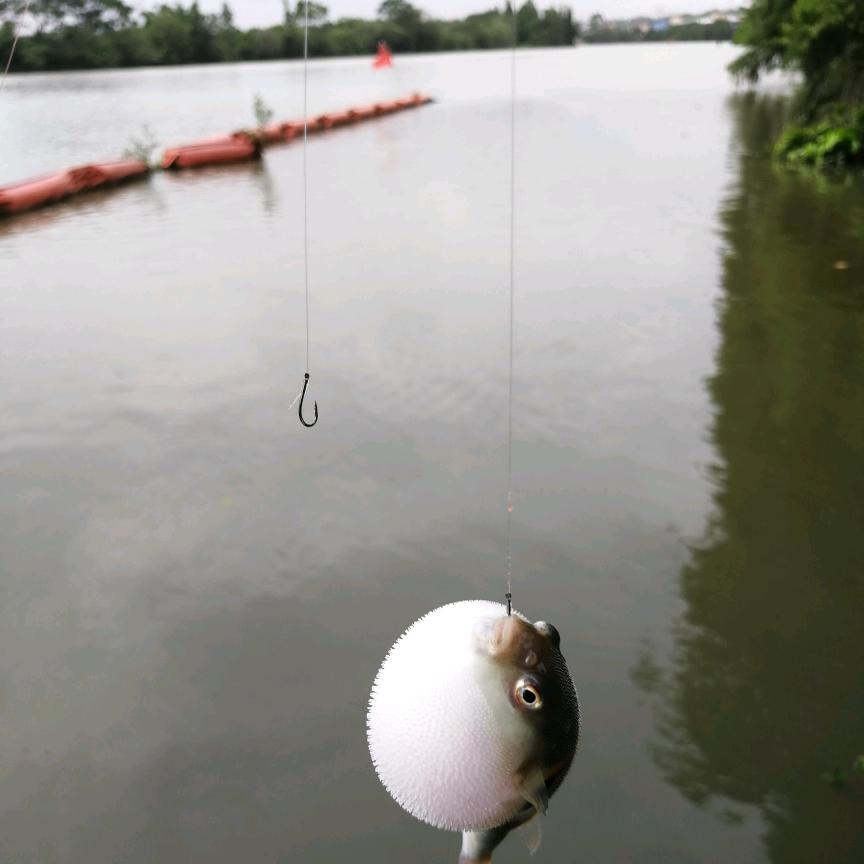 渔中漫步🚶‍♂️