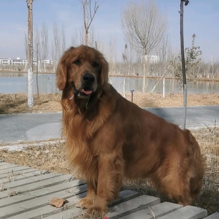 金毛石头葫芦娃