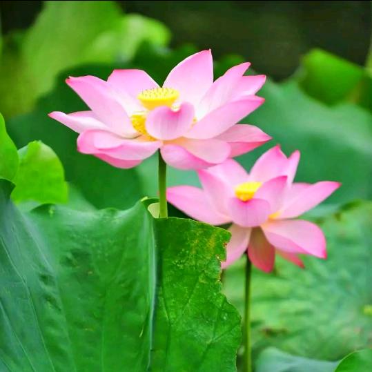 岁月静好.