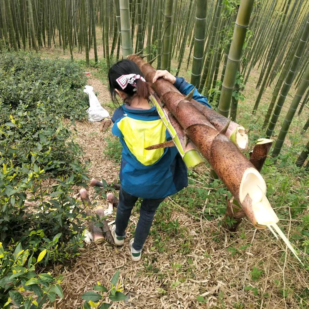 茶叶小何