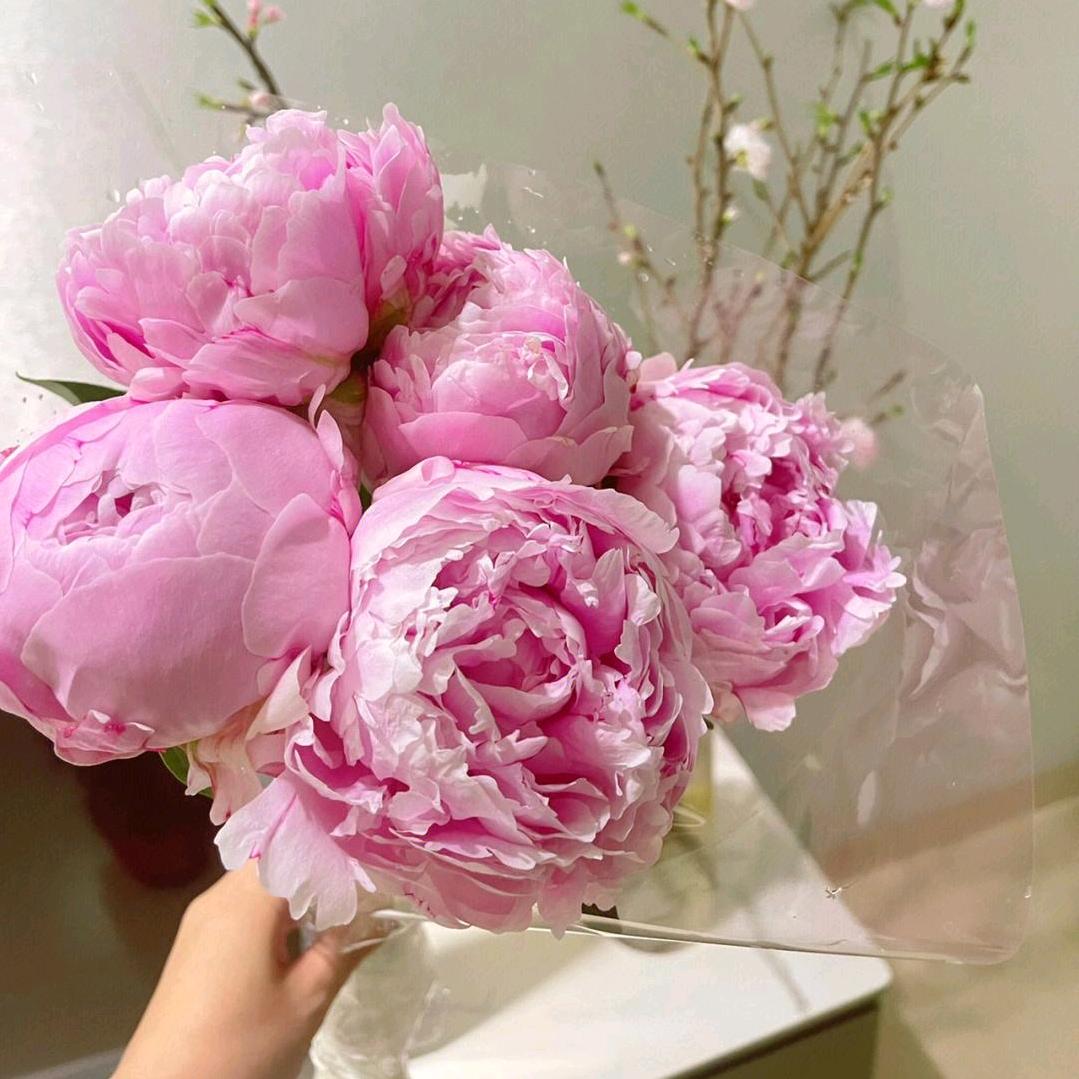 芍药小白