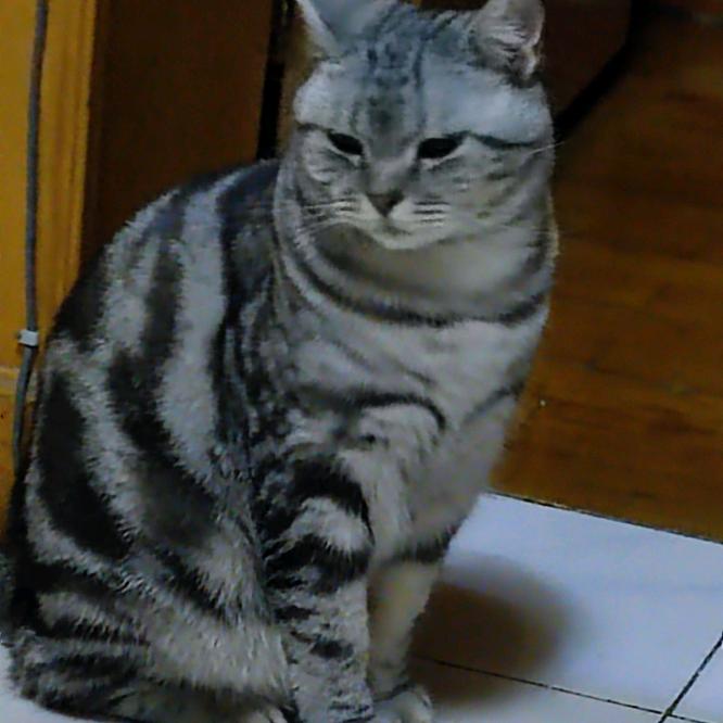 家有一只大肥喵