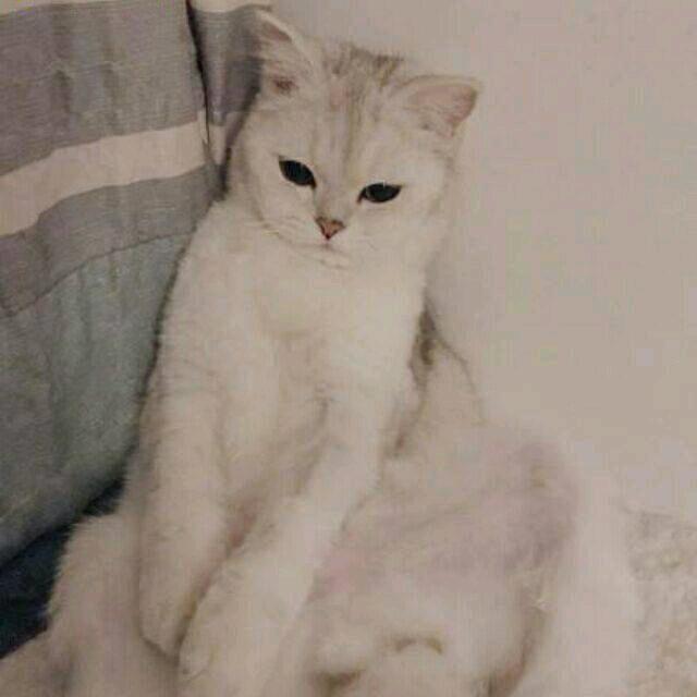 陈皮