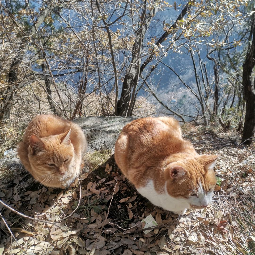 🐿️花鼠