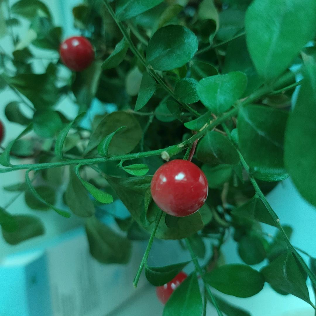 秋
