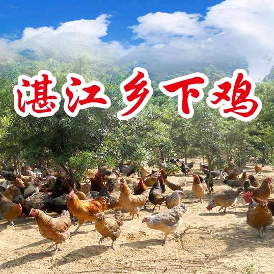 ꧁ꕥ᭄快乐人生湛江乡下鸡ꦿ꧂