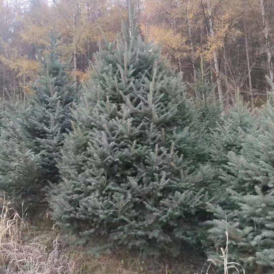 清原旺达苗木种植专业合作社