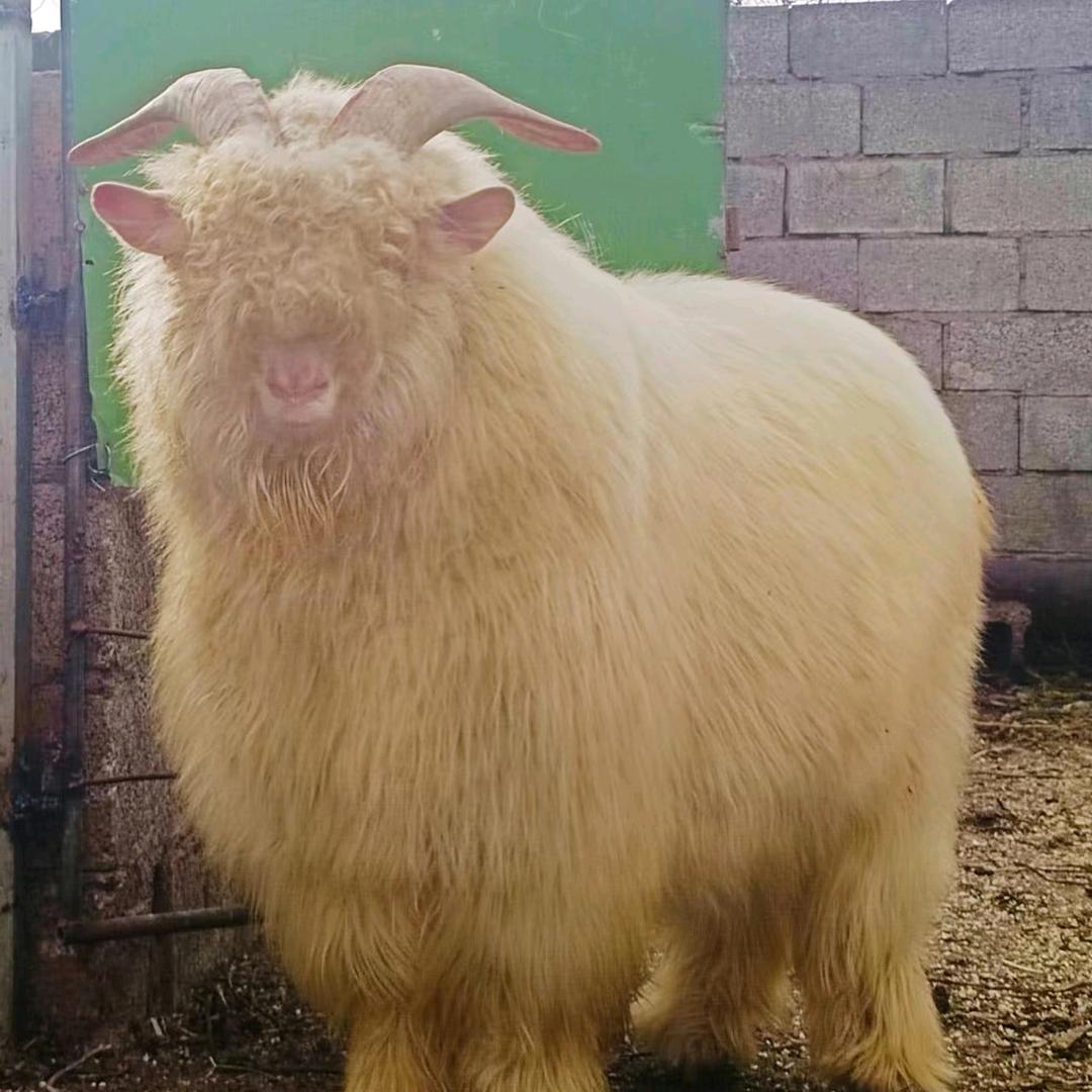 坤哥绒山羊