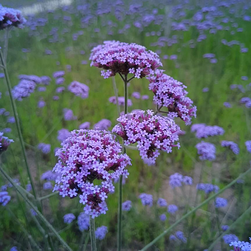 栀子花开