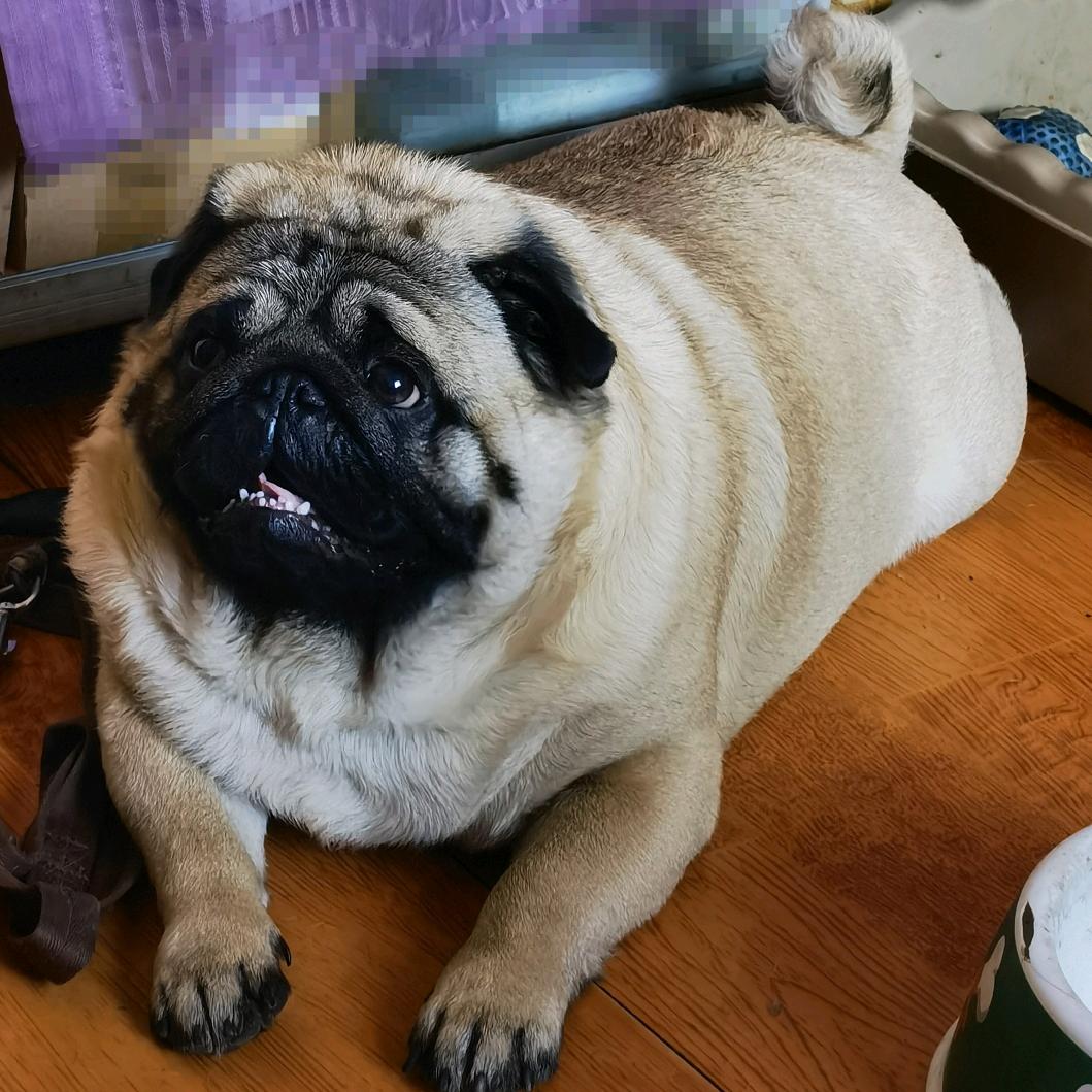 吃瓜群众