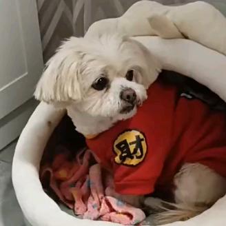 听话西施狗乐乐