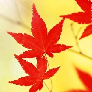 数年轮的人
