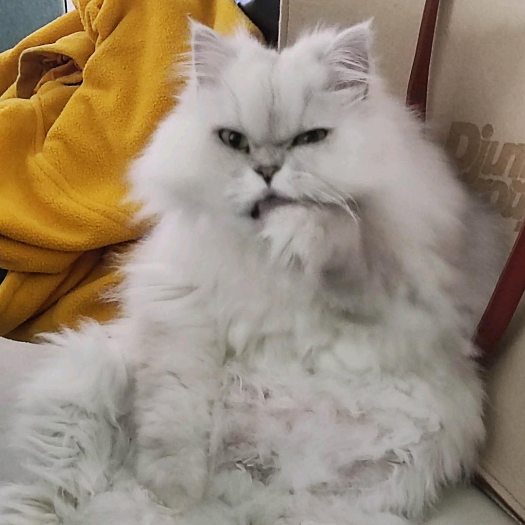 양이