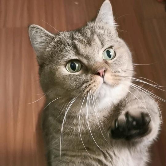 猫咪叫可乐