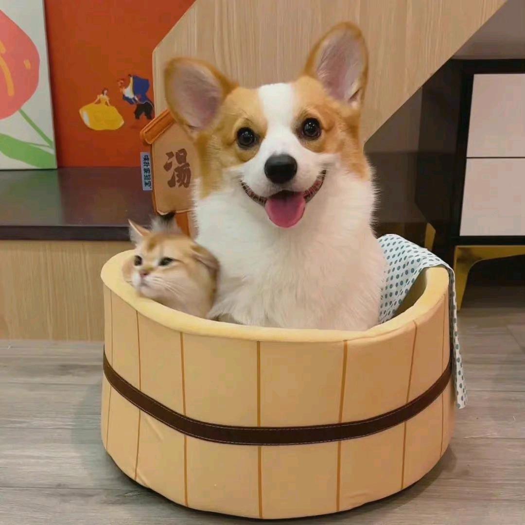 🌈言西早🐯啊