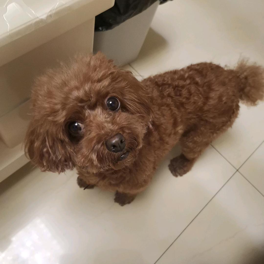 小白