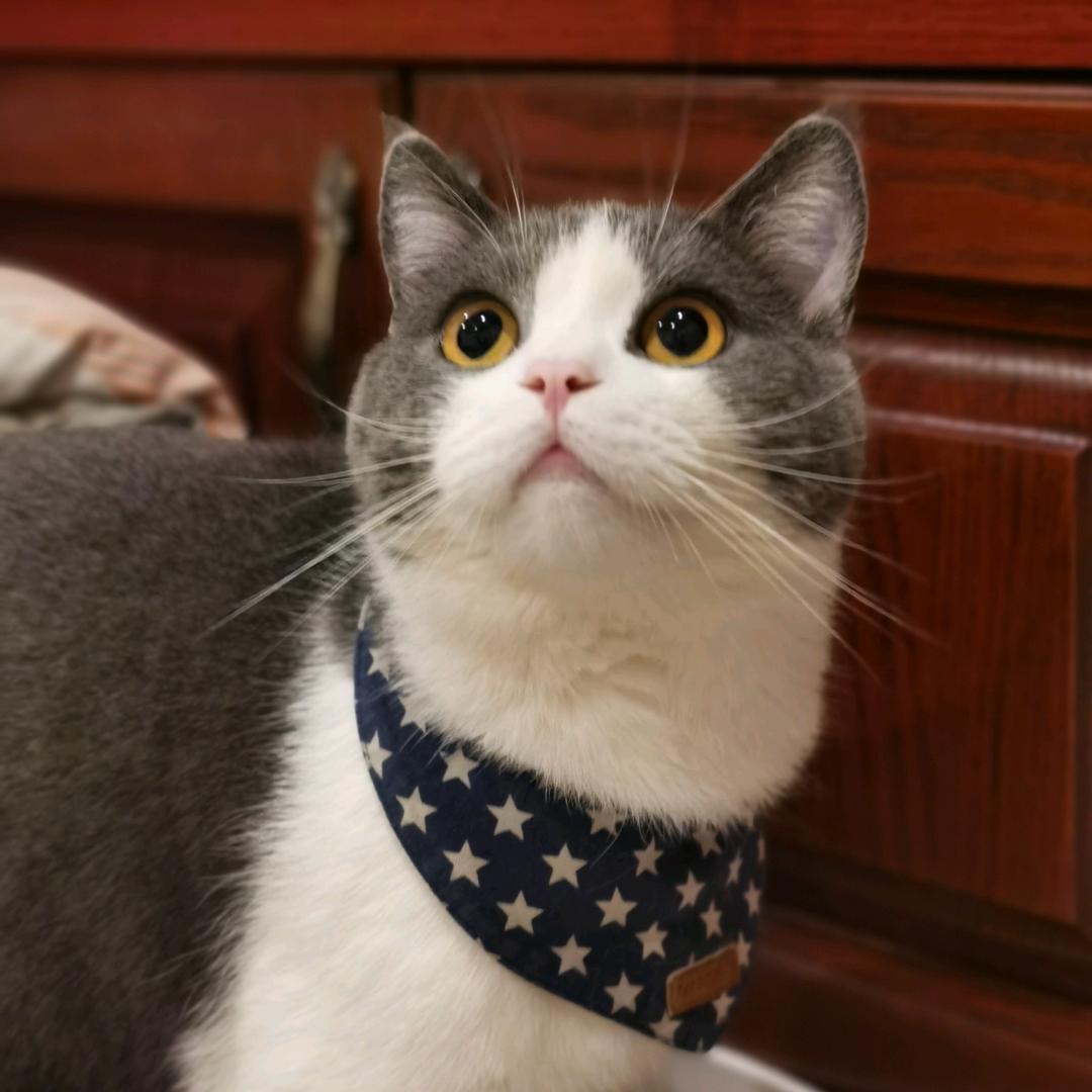 奶豆、杰米是只猫