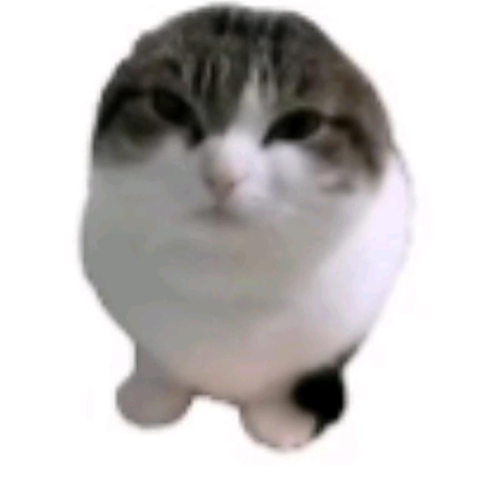 猫蛋cat egg🥚