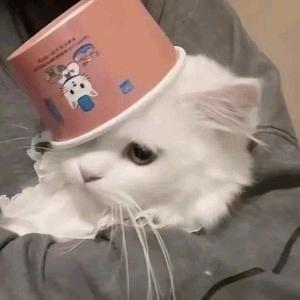智狐