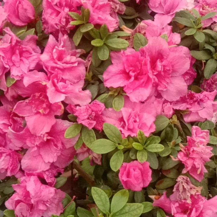 抚琴（拒私聊）