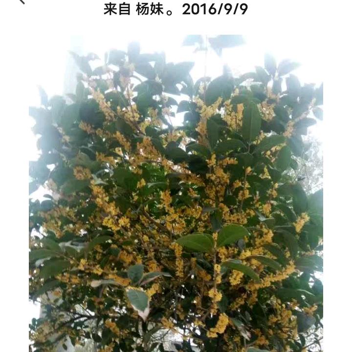 杨妹