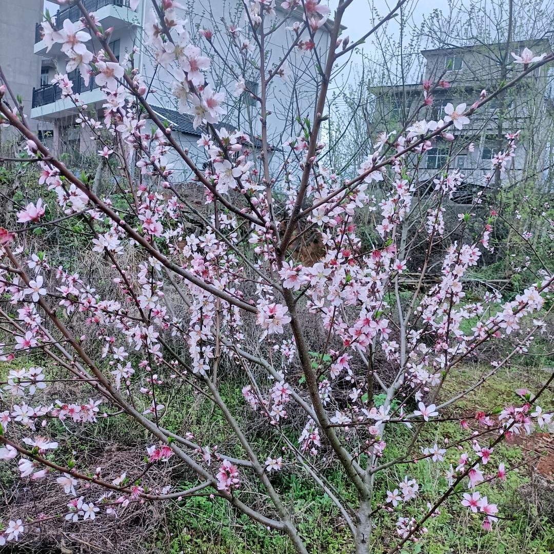 胜✪ω✪哥