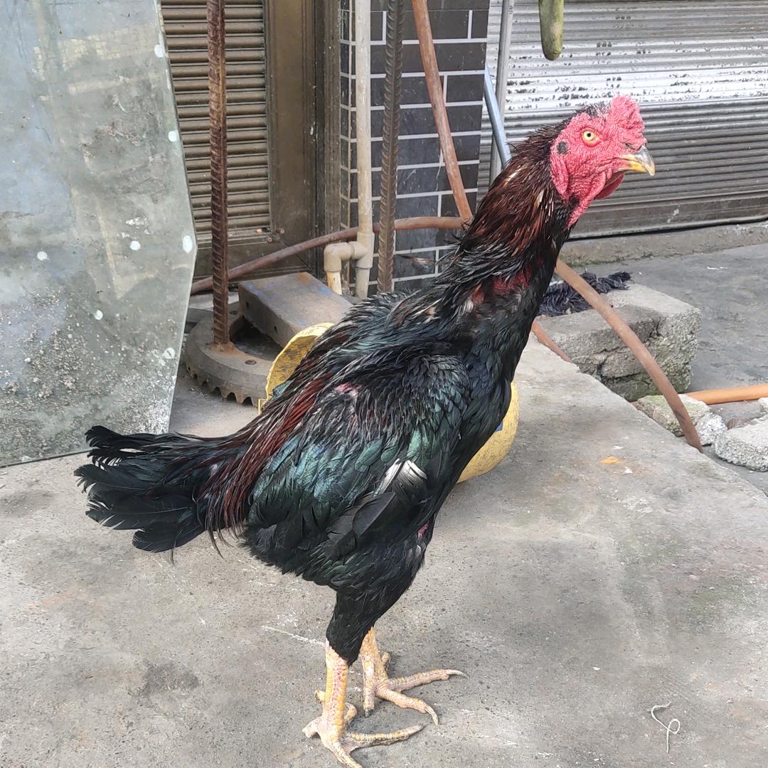 斗鸡爱好者