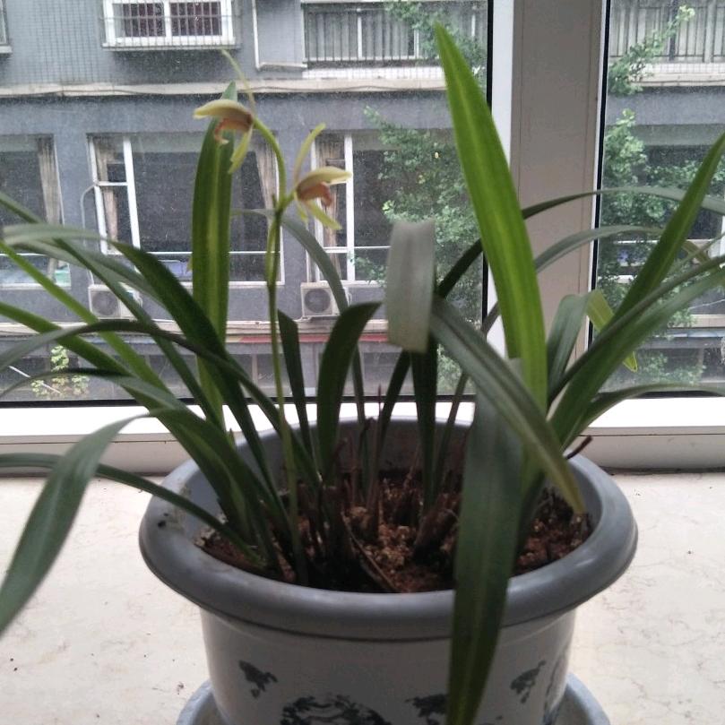 拂尘