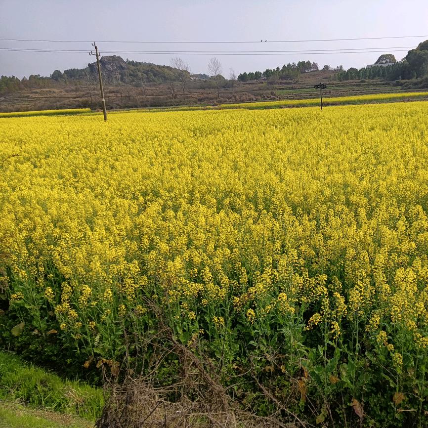 平平安安