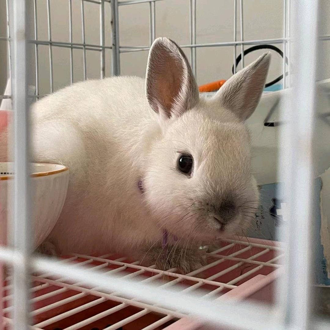 美味蟹黄堡大王