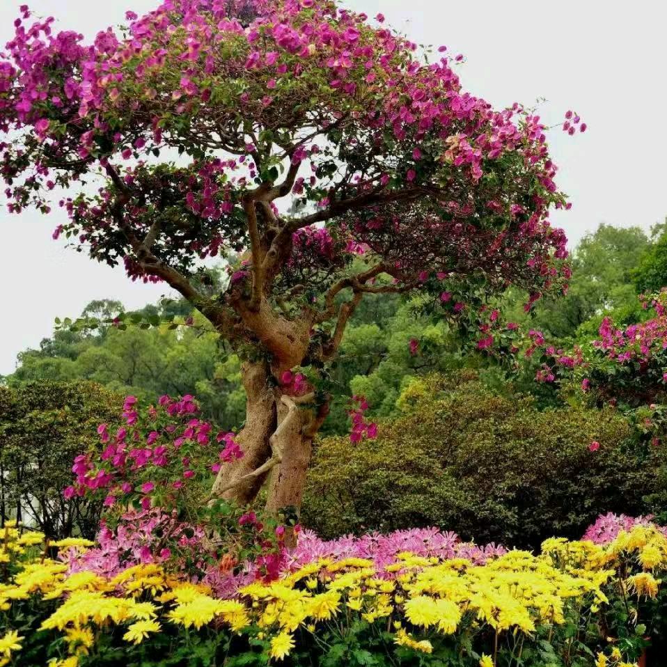 百花齐放