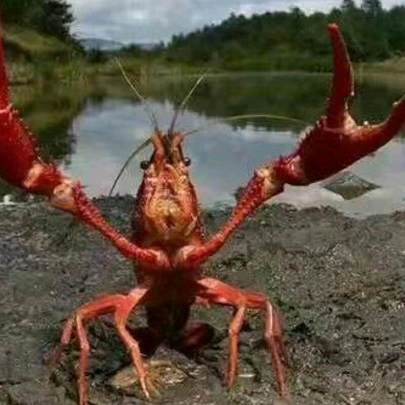 南京众彩张志中龙虾螃蟹批发