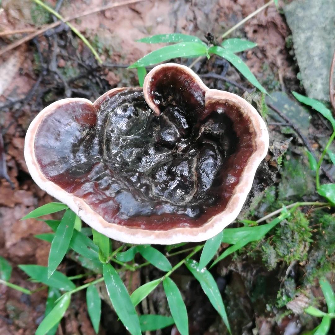 良庆堂哥
