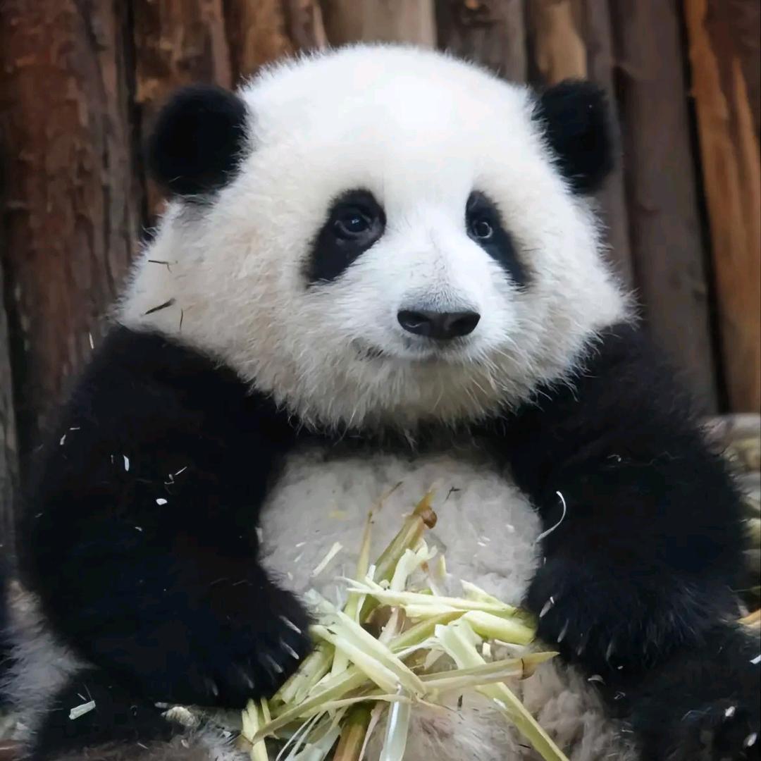 Bo小白