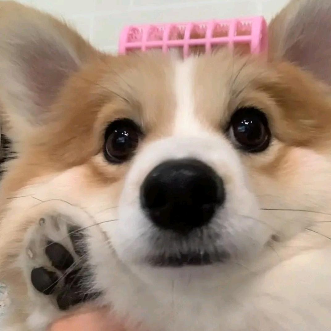 张鱼小丸子