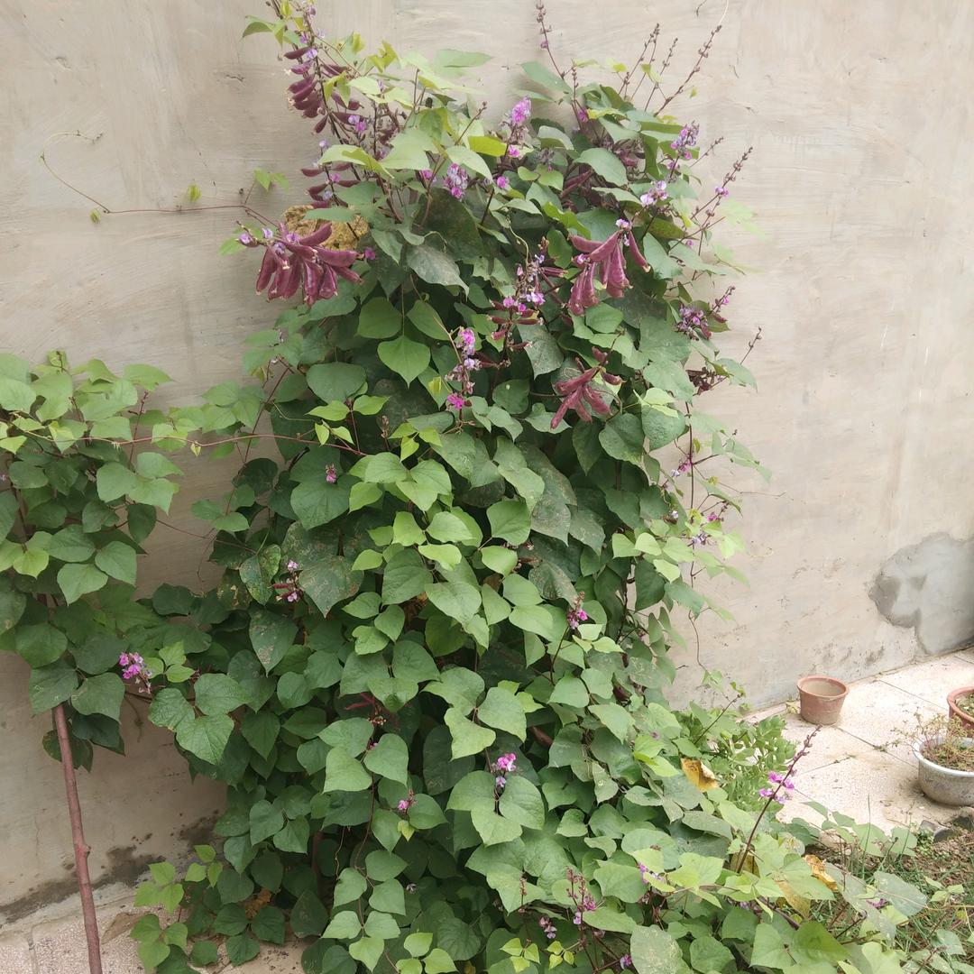 （郅昊）读书在田园